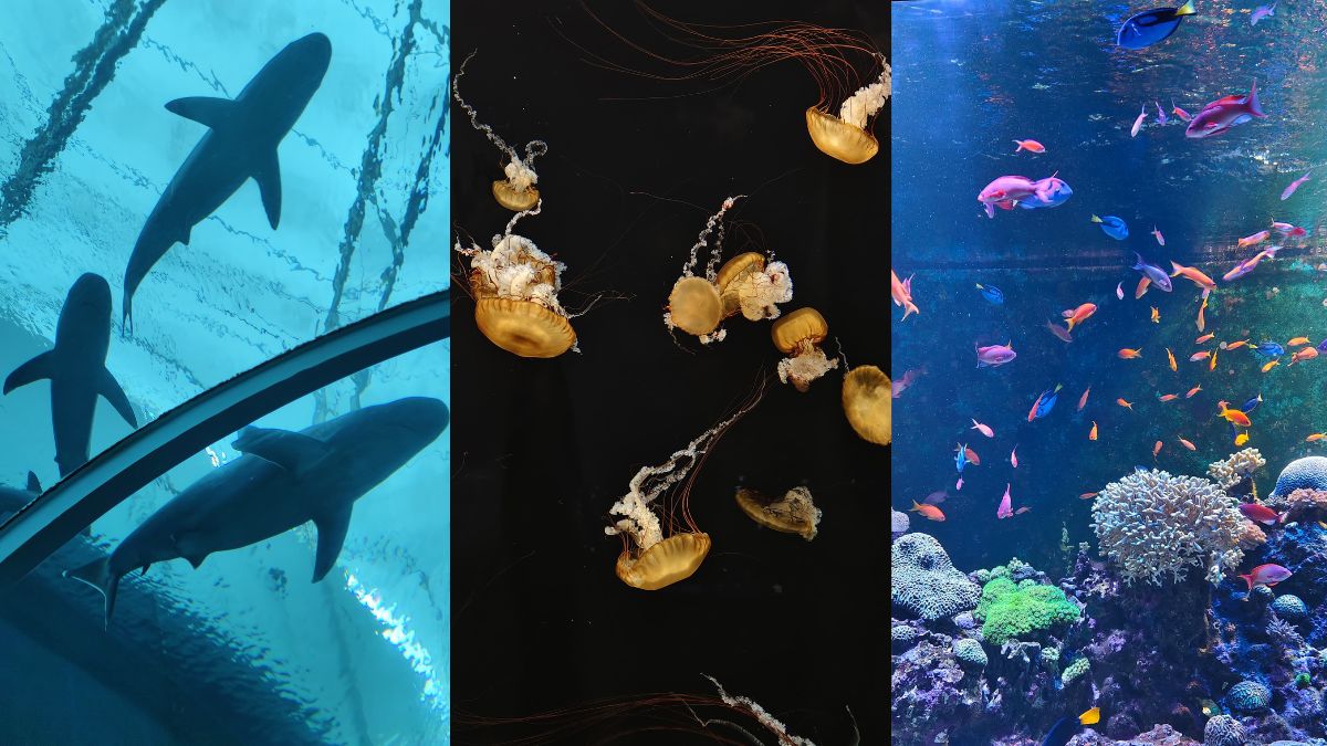 Why The New Singapore Oceanarium Is Asia's Boldest Marine Experience