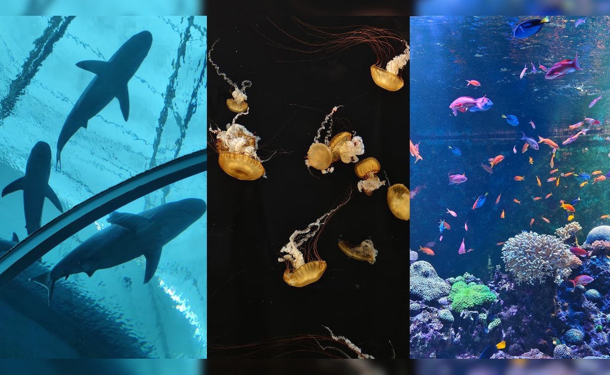 Why The New Singapore Oceanarium Is Asia's Boldest Marine Experience