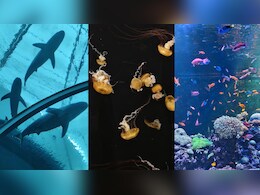 Why The New Singapore Oceanarium Is Asia's Boldest Marine Experience