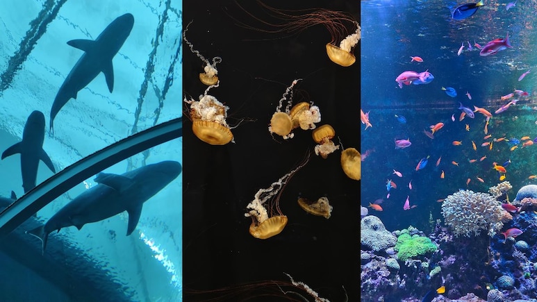 Why The New Singapore Oceanarium Is Asia's Boldest Marine Experience