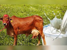 Explainer : क्या होता है नॉन वेज मिल्क, जो भारत-अमेरिका के बीच ट्रेड डील में बन रहा बाधा : जानें फायदे-नुकसान Explainer : क्या होता है नॉन वेज मिल्क, जो भारत-अमेरिका के बीच ट्रेड डील में बन रहा बाधा : जानें फायदे-नुकसान
