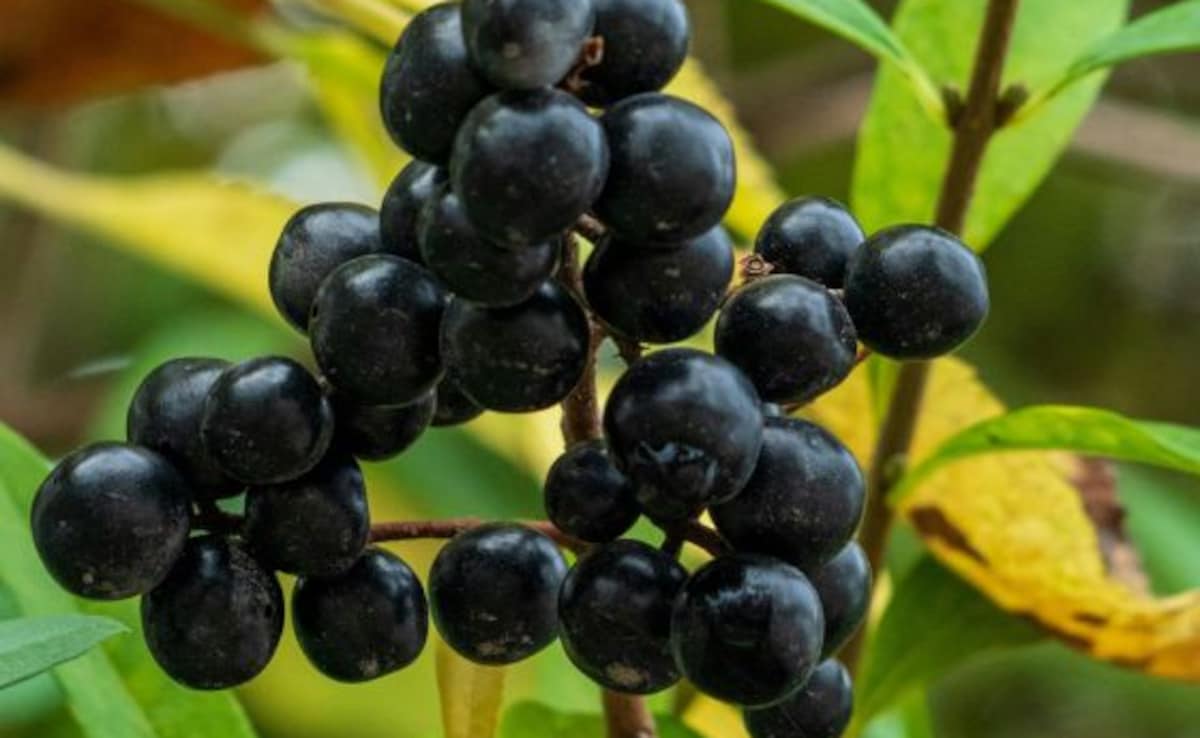 Latest and Breaking News on NDTV Latest and Breaking News on NDTV