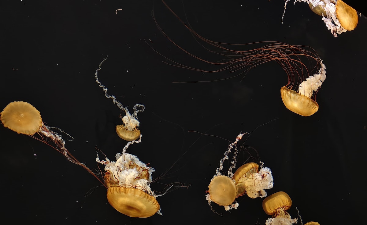 Jellyfish. Photo: Author Jellyfish. Photo: Author