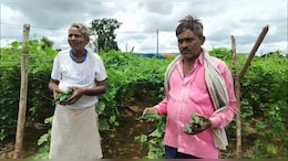 करेला किसानों के लिए क्यों है मीठा? छूटने लगा परम्परागत खेती का मोह