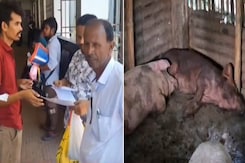 Assam Reports 26 Japanese Encephalitis Deaths, Makes Up 50% Of India's Cases Assam Reports 26 Japanese Encephalitis Deaths, Makes Up 50% Of India's Cases