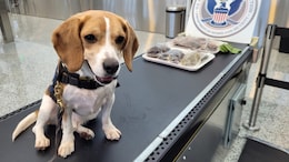 Police Dog Uncovers Bizarre Items In Traveller's Bag At US Airport