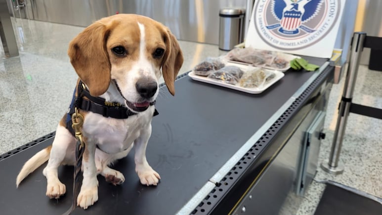 Police Dog Uncovers Bizarre Items In Traveller's Bag At US Airport