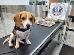 Police Dog Uncovers Bizarre Items In Traveller's Bag At US Airport Police Dog Uncovers Bizarre Items In Traveller's Bag At US Airport