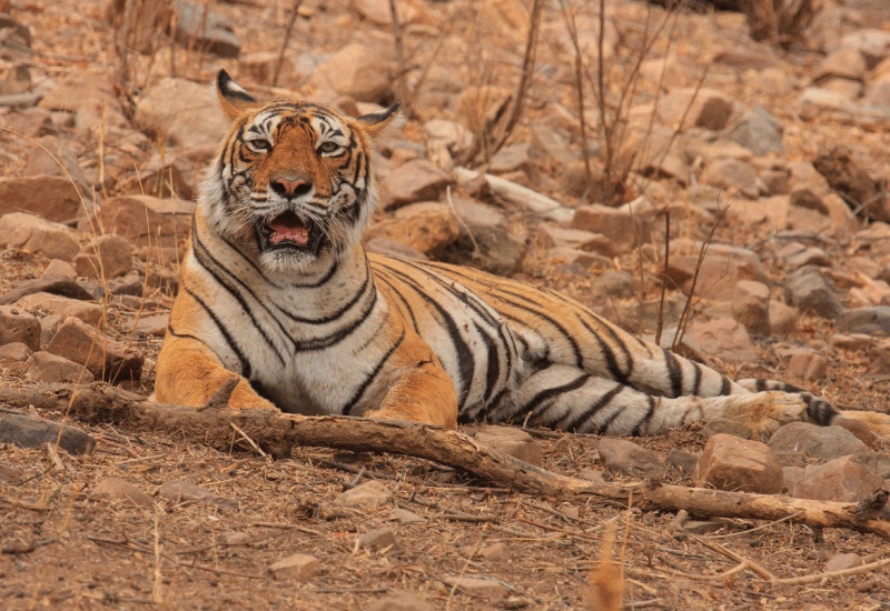 World Tiger Day पर पढ़ें भारत की बाघ कथा, दुनिया के 75% टाइगर यहीं, कहां कितनी संख्‍या, कैसे बाघों ने जंगलों को किया जिंदा?