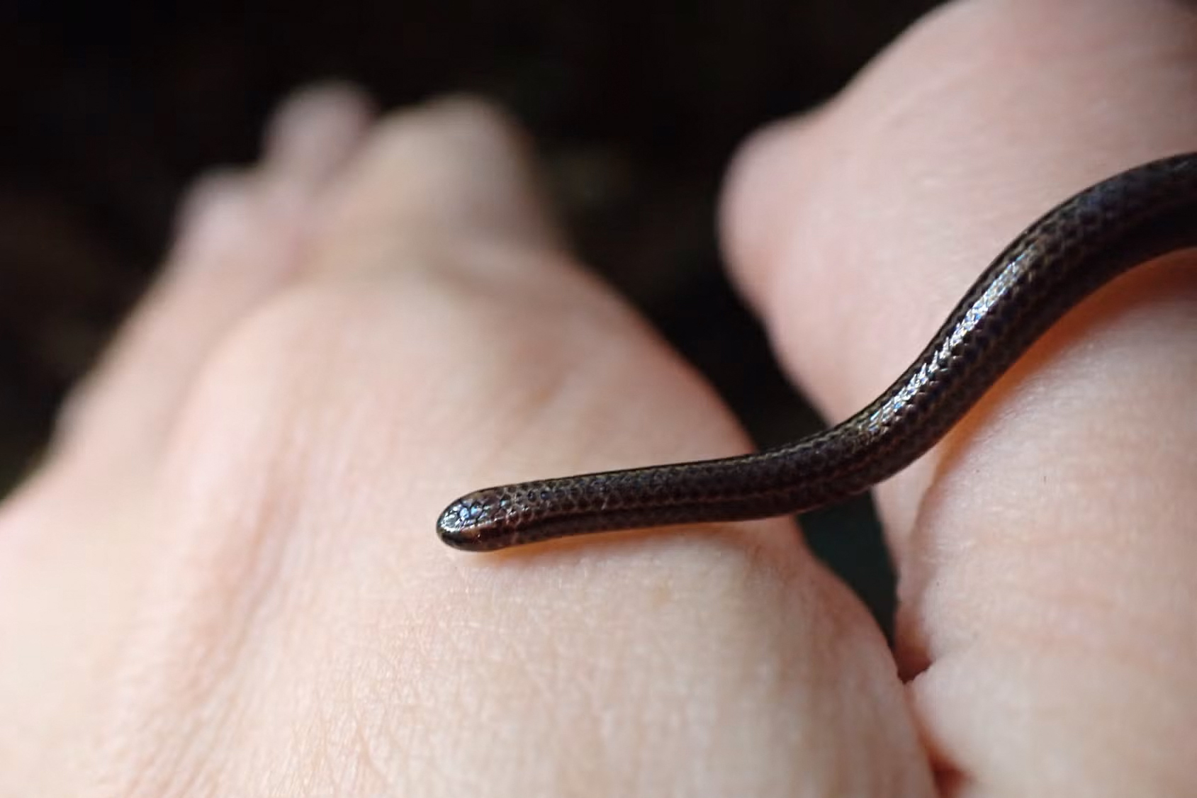 Once Feared Extinct, Scientists Find World's Smallest Snake In Barbados