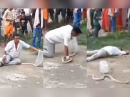 कोबरा को काबू करते-करते चली गई सांपों के मसीहा की जान, बिहार से खौफनाक वीडियो कोबरा को काबू करते-करते चली गई सांपों के मसीहा की जान, बिहार से खौफनाक वीडियो