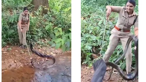 Video: Kerala Forest Officer's Daring Rescue Of 16-Foot King Cobra Stuns Internet