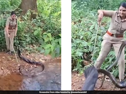Video: Kerala Forest Officer's Daring Rescue Of 16-Foot King Cobra Stuns Internet Video: Kerala Forest Officer's Daring Rescue Of 16-Foot King Cobra Stuns Internet