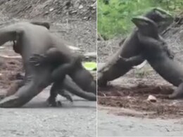 मॉनिटर लिजर्ड के बीच हुआ तगड़ा घमासान, एक-दूसरे को उठा-उठाकर पटका, आगे जो हुआ, देख कांप जाएगी रूह मॉनिटर लिजर्ड के बीच हुआ तगड़ा घमासान, एक-दूसरे को उठा-उठाकर पटका, आगे जो हुआ, देख कांप जाएगी रूह