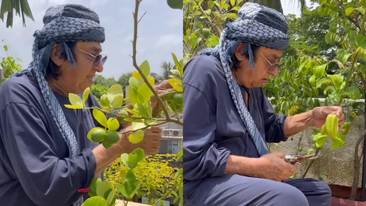 Watch: Ranjeet Plucks Lemons, Star Fruits From Home Garden For Chutney Preparation