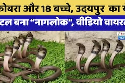 Viral Video: Udaipur का ये Hotel बना नागलोक | Rajasthan Top News | Latest News | Snake Viral Video: Udaipur का ये Hotel बना नागलोक | Rajasthan Top News | Latest News | Snake
