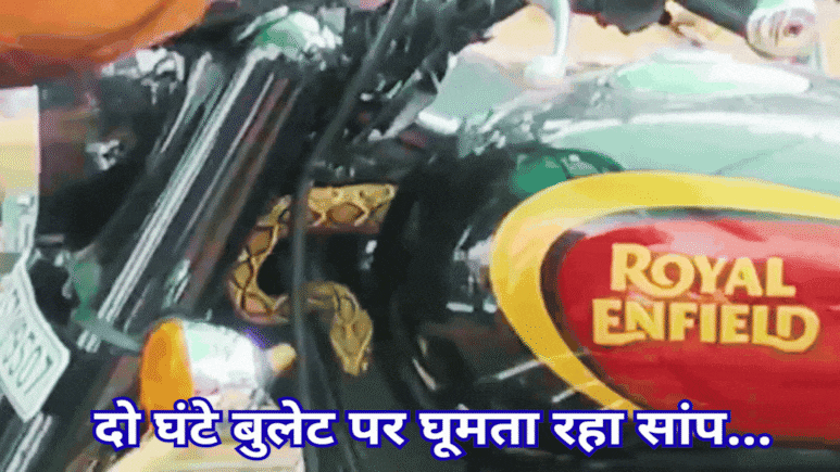 Snake In Bullet: बुलेट में कुंडली मारकर बैठा था अत्यंत जहरीला सांप ‘रसेल वाइपर! देख मैकेनिक के उड़े होश Snake In Bullet: बुलेट में कुंडली मारकर बैठा था अत्यंत जहरीला सांप ‘रसेल वाइपर! देख मैकेनिक के उड़े होश