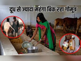 दूध से ज्यादा महंगा बिक रहा गोमूत्र, आखिर लाखों तक क्यों पहुंचा यह बिजनेस? दूध से ज्यादा महंगा बिक रहा गोमूत्र, आखिर लाखों तक क्यों पहुंचा यह बिजनेस?