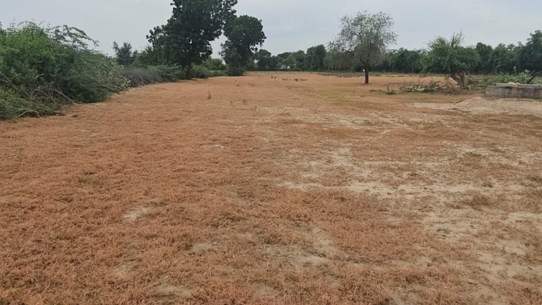 Ground Report: लूणी नदी में प्रदूषण से खेती चौपट, मंत्री जोगाराम पटेल के पैतृक गांव में किसान परेशान