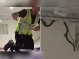 VIDEO: Flight में छिपा बैठा था सांप...जैसे ही पड़ी पैसेंजर्स की नजर, मच गया हड़कंप VIDEO: Flight में छिपा बैठा था सांप...जैसे ही पड़ी पैसेंजर्स की नजर, मच गया हड़कंप