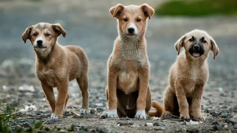 Animal Birth Control Centres Report Rise In Rescue Calls After Court Order