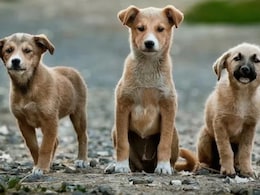 Animal Birth Control Centres Report Rise In Rescue Calls After Court Order Animal Birth Control Centres Report Rise In Rescue Calls After Court Order