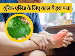 यूरिक एसिड का काल है ये हरा पत्ता, शरीर से चूस लेता है सारा Uric Acid, खून को भी करेगा साफ यूरिक एसिड का काल है ये हरा पत्ता, शरीर से चूस लेता है सारा Uric Acid, खून को भी करेगा साफ