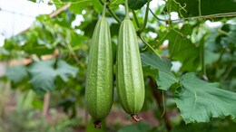 तोरई : डायबिटीज से त्वचा रोग तक, कई समस्याओं का एक समाधान&nbsp;
