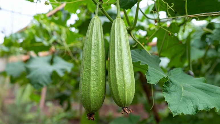 तोरई : डायबिटीज से त्वचा रोग तक, कई समस्याओं का एक समाधान तोरई : डायबिटीज से त्वचा रोग तक, कई समस्याओं का एक समाधान