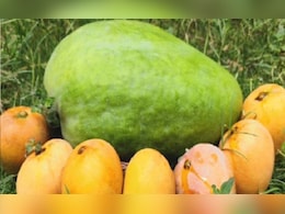 ये आम है बेहद खास... 4 KG तक वजन, मार्केट भाव 2000 तक, खासियत जानकर चौंक जाएंगे आप  ये आम है बेहद खास... 4 KG तक वजन, मार्केट भाव 2000 तक, खासियत जानकर चौंक जाएंगे आप