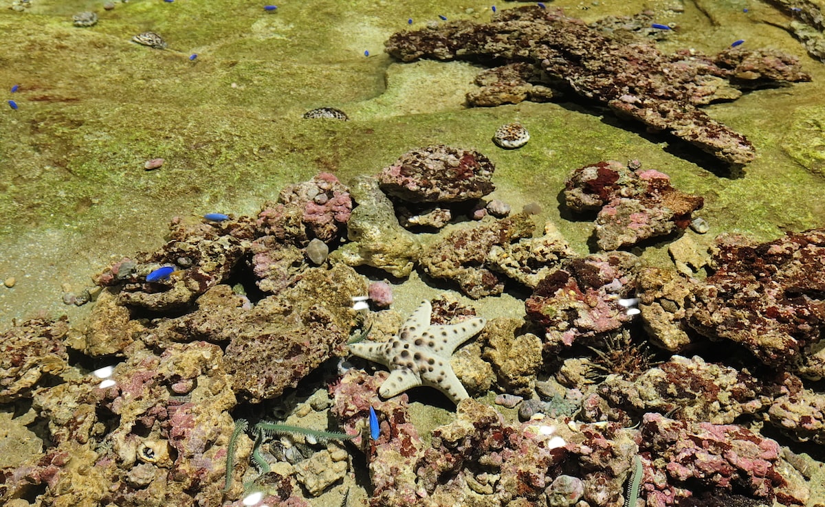 Singapore Oceanarium. Photo: Author Singapore Oceanarium. Photo: Author