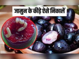 जामुन में कीड़े तो नहीं हैं? 5 रुपये की चीज से सारे कीड़े आ जाएंगे बाहर जामुन में कीड़े तो नहीं हैं? 5 रुपये की चीज से सारे कीड़े आ जाएंगे बाहर