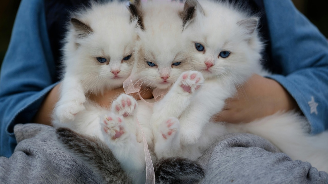Use Pet Accessories To Keep 1 Pet Or More Clean, Safe And Ready For Each Day