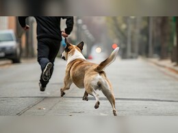 गोपাलगंज: गुस्साए पालतू कुत्ते ने मालिक का कान काटा, अस्पताल में भर्ती गोपাलगंज: गुस्साए पालतू कुत्ते ने मालिक का कान काटा, अस्पताल में भर्ती