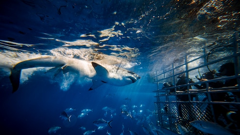 5 Of The Most Adrenaline-Pumping Experiences In South Africa