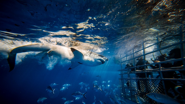 5 Of The Most Adrenaline-Pumping Experiences In South Africa