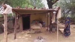 Wild Animal Attack: जंगली जानवर का गांव में हमला, 8 बकरा-बकरियों को उतारा मौत के घाट