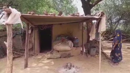 Wild Animal Attack: जंगली जानवर का गांव में हमला, 8 बकरा-बकरियों को उतारा मौत के घाट