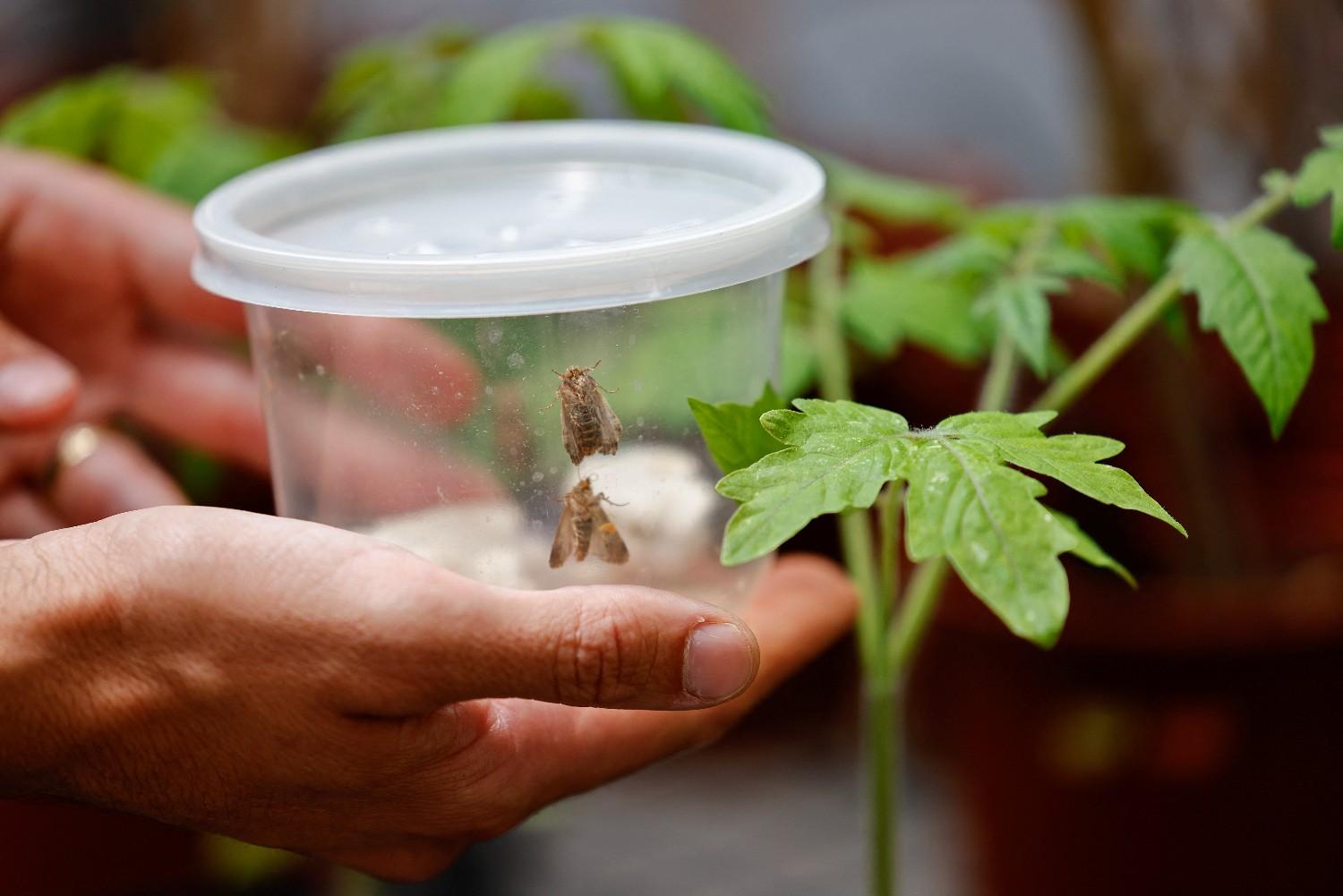 Insects Listen When Plants Talk, Finds Israeli Study