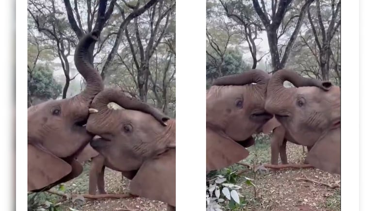 एक-दूसरे पर प्यार लुटाते दिखे नन्हे हाथी, वीडियो देख लोग बोले- So Cute