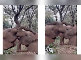 एक-दूसरे पर प्यार लुटाते दिखे नन्हे हाथी, वीडियो देख लोग बोले- So Cute एक-दूसरे पर प्यार लुटाते दिखे नन्हे हाथी, वीडियो देख लोग बोले- So Cute
