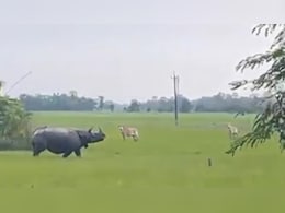 Video: Rhino Goes On Rampage In Assam Village, Locals Flee In Panic Video: Rhino Goes On Rampage In Assam Village, Locals Flee In Panic