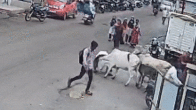 CCTV वीडियो : लोग छुड़ाते रहे, पर न छोड़ा... बिहार में 2 गायों ने बुजुर्ग को बुरी तरह कुचला