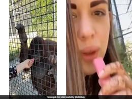 Video: Russian Boxer Faces Backlash After Giving Vape To Endangered Orangutan Video: Russian Boxer Faces Backlash After Giving Vape To Endangered Orangutan