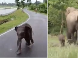 मां से बिछड़ गया था हाथी का बच्चा, ढूंढने के लिए इंसानों से मांगी मदद, मां के मिलते ही इमोशनल होकर ऐसे किया शुक्रिया मां से बिछड़ गया था हाथी का बच्चा, ढूंढने के लिए इंसानों से मांगी मदद, मां के मिलते ही इमोशनल होकर ऐसे किया शुक्रिया