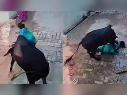 डॉगी को टहला रही थी महिला, अचानक बेकाबू गाय ने किया हमला…जमीन पर पटककर सींग से घसीटा
