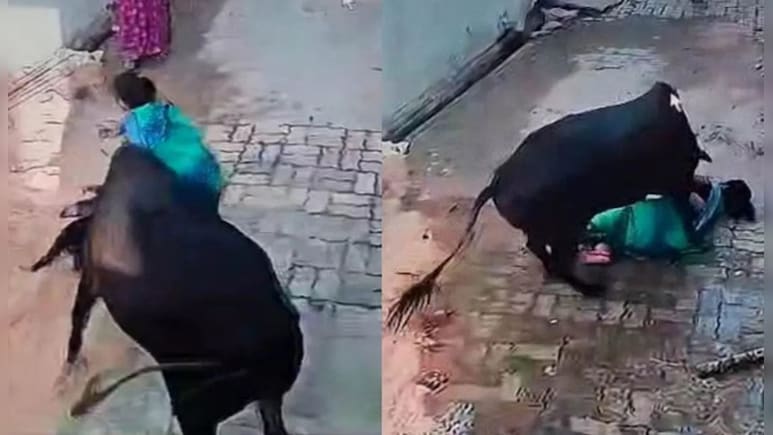 डॉगी को टहला रही थी महिला, अचानक बेकाबू गाय ने किया हमला…जमीन पर पटककर सींग से घसीटा डॉगी को टहला रही थी महिला, अचानक बेकाबू गाय ने किया हमला…जमीन पर पटककर सींग से घसीटा