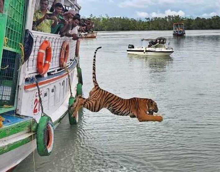 पिंजरे से आज़ादी और नदी में छलांग, सुंदरबन में बाघ की रिहाई का रोमांचक वीडियो