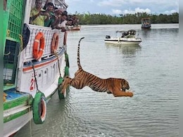 पिंजरे से आज़ादी और नदी में छलांग, सुंदरबन में बाघ की रिहाई का रोमांचक वीडियो