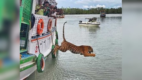 पिंजरे से आज़ादी और नदी में छलांग, सुंदरबन में बाघ की रिहाई का रोमांचक वीडियो